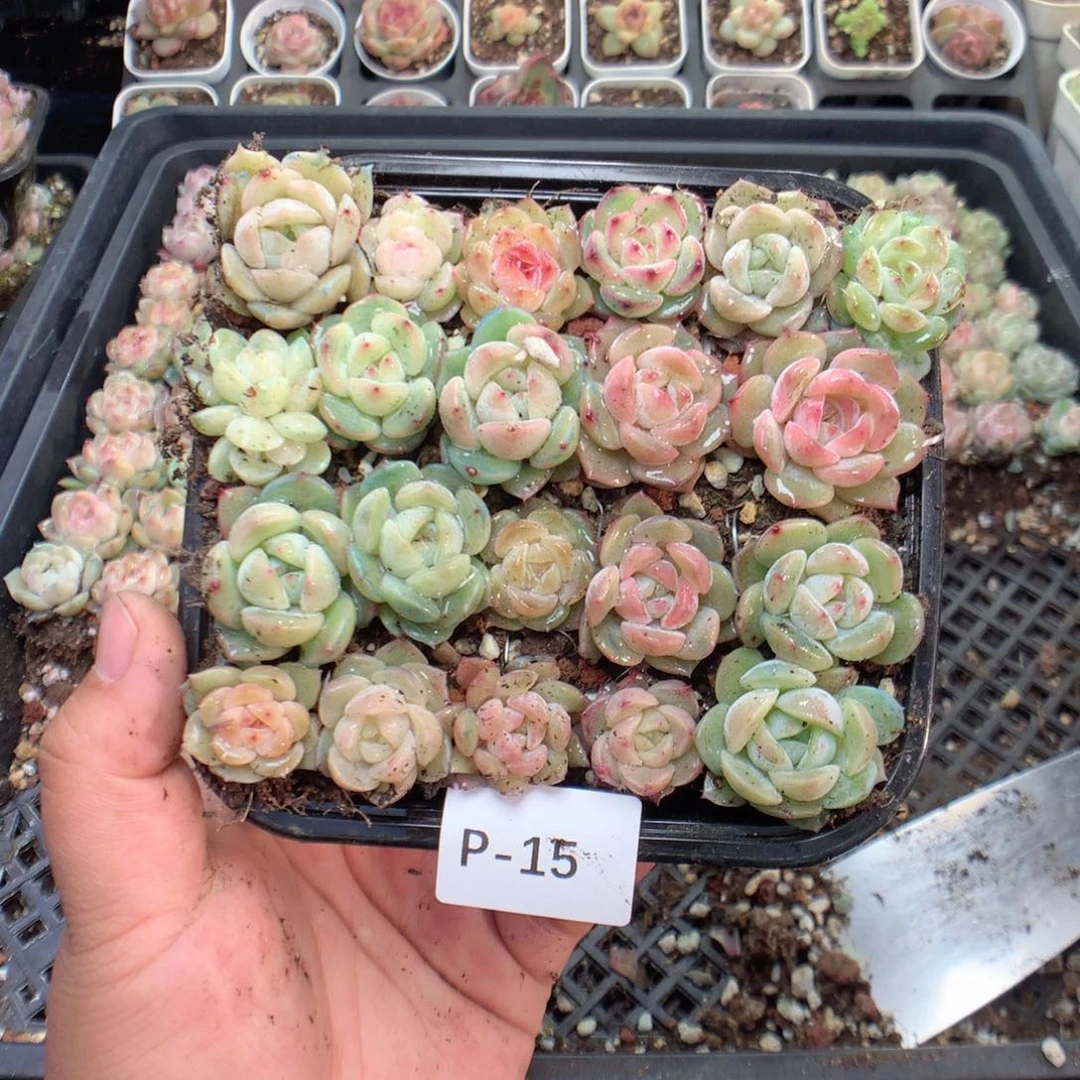 无花朵P15英语英语