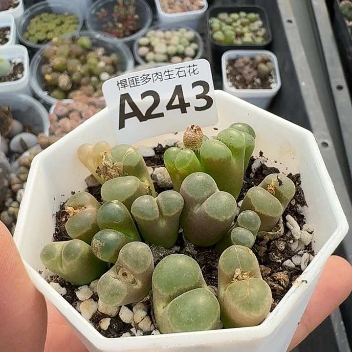 243多肉植物多肉植物