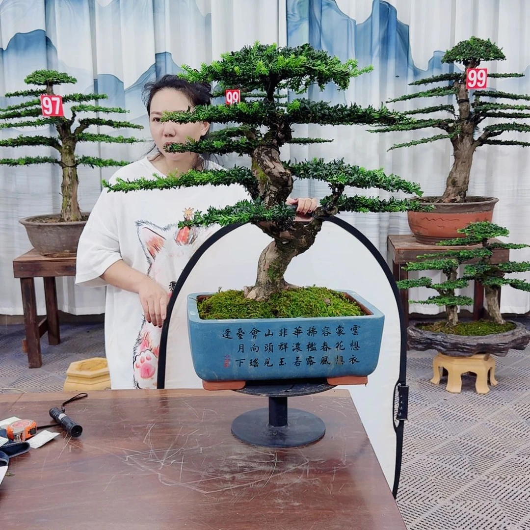 九***八无花朵罗汉松一物一