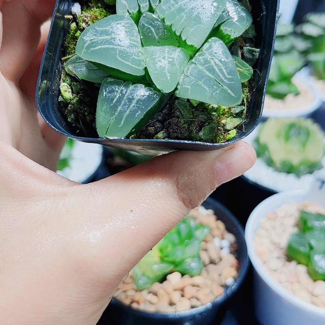 粉色甜心多肉植物66666