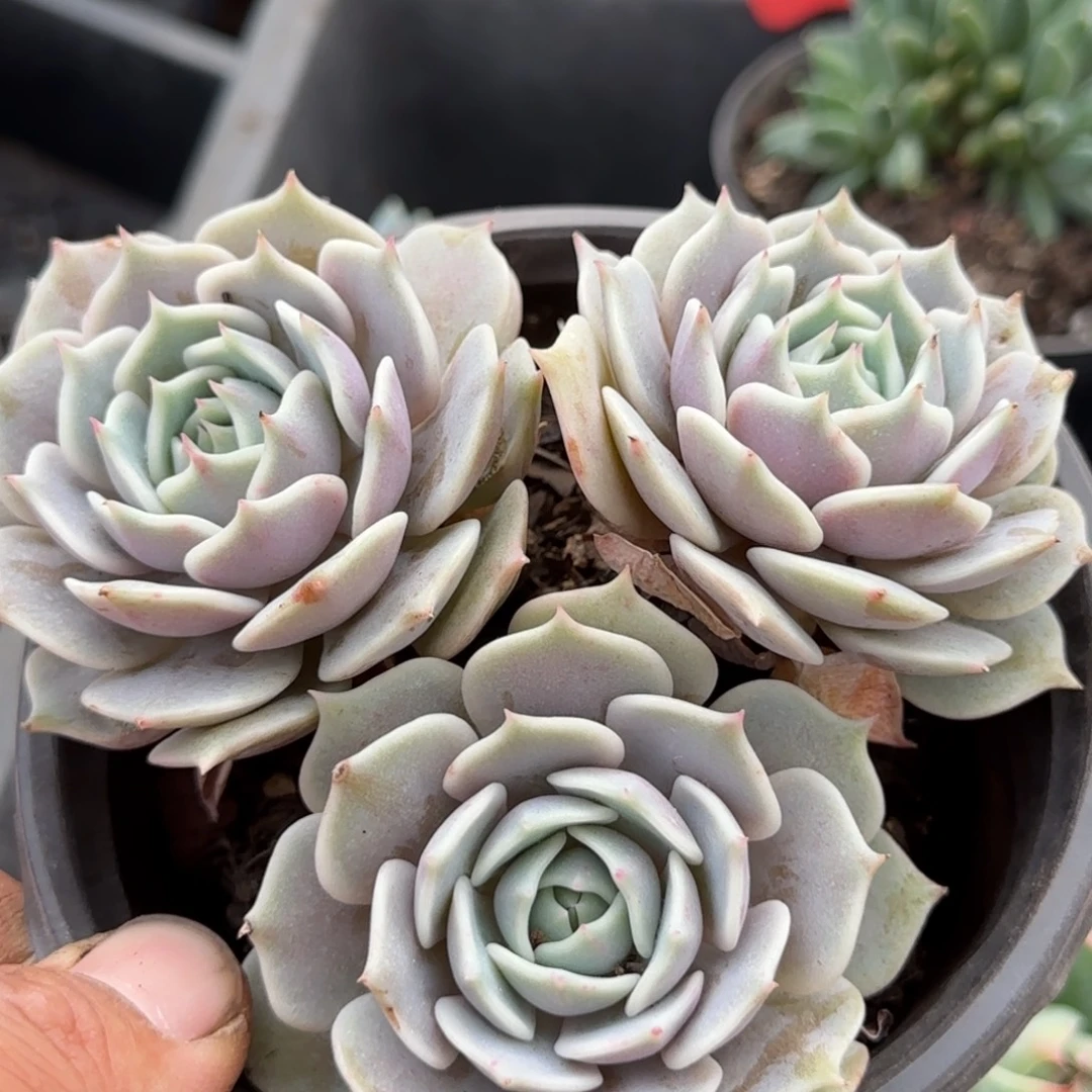 露娜脸惊鸿一物一拍包装收缩花旱