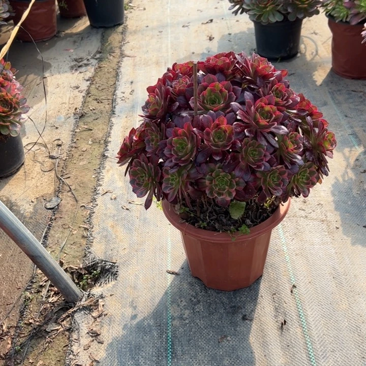 40安娜多肉多肉多肉