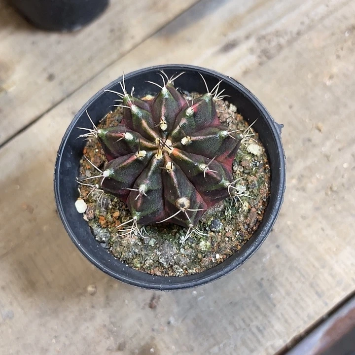 用****0仙人球好好看好漂亮20