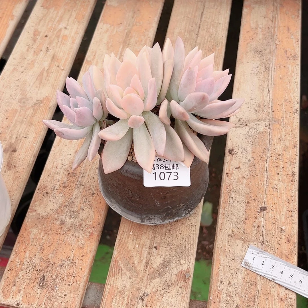@***范多肉一物一拍植物1073