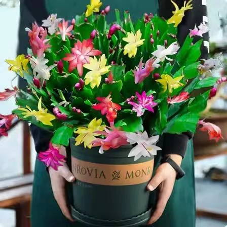 嫁接蟹爪兰花苗蟹爪莲带花多色盆栽绿植物室内花四季好养花卉盆栽