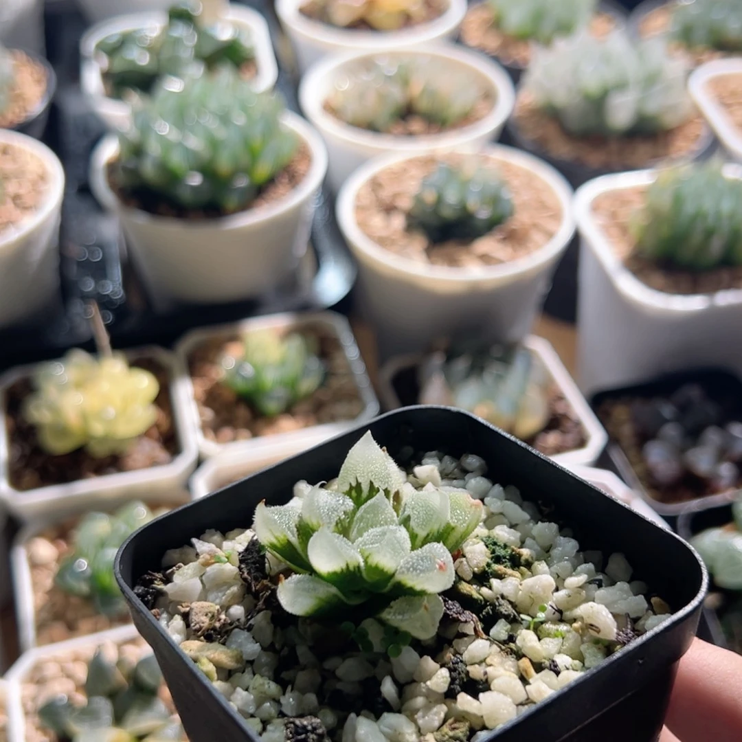 全窗白帝城多肉植物