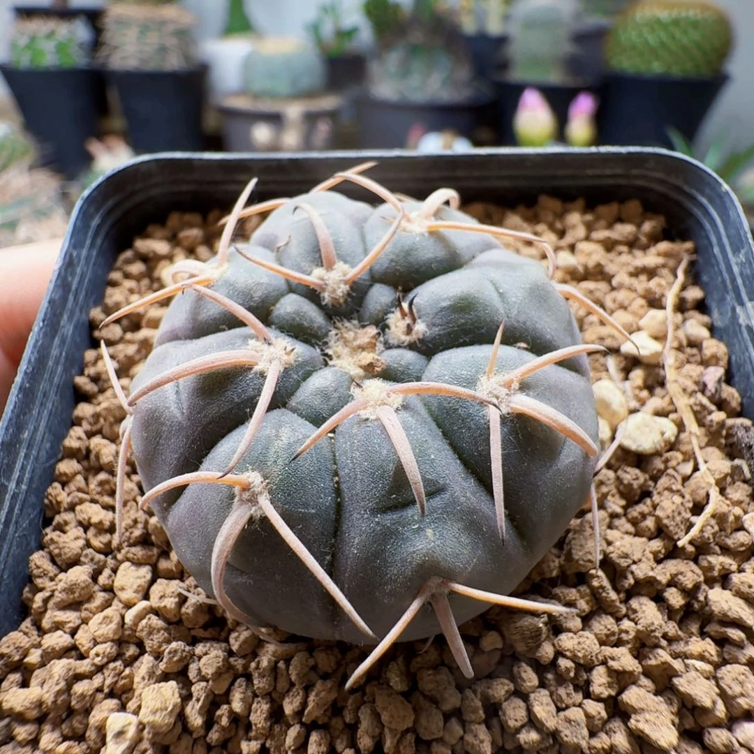 无花朵伏刺天平实生尺寸3.9