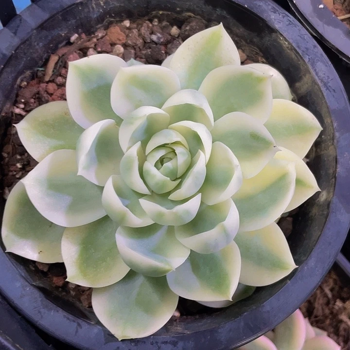 桃花坞完美白腹轮一物一拍