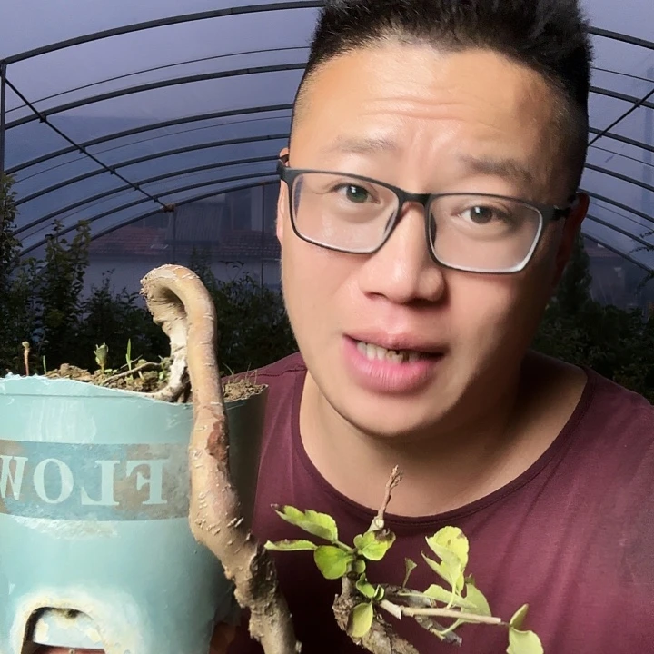 吉***永当前无花朵，栽培后可花朵