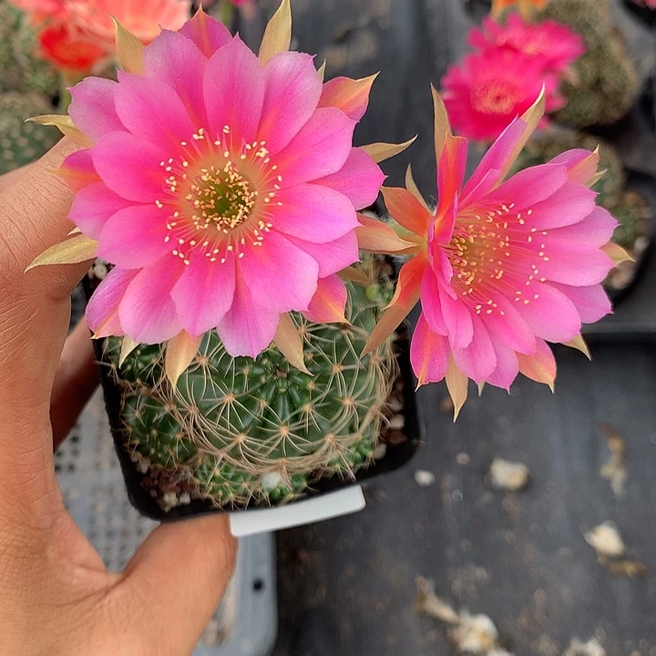 561 实生丽花7厘米盆