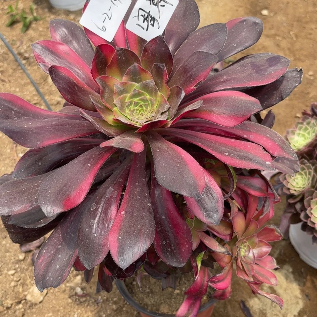 荣*姐6.2-14巫毒七彩手捧寄养