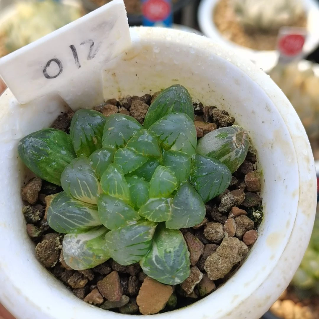 012号冰灯玉露锦一物一拍带盆土发货