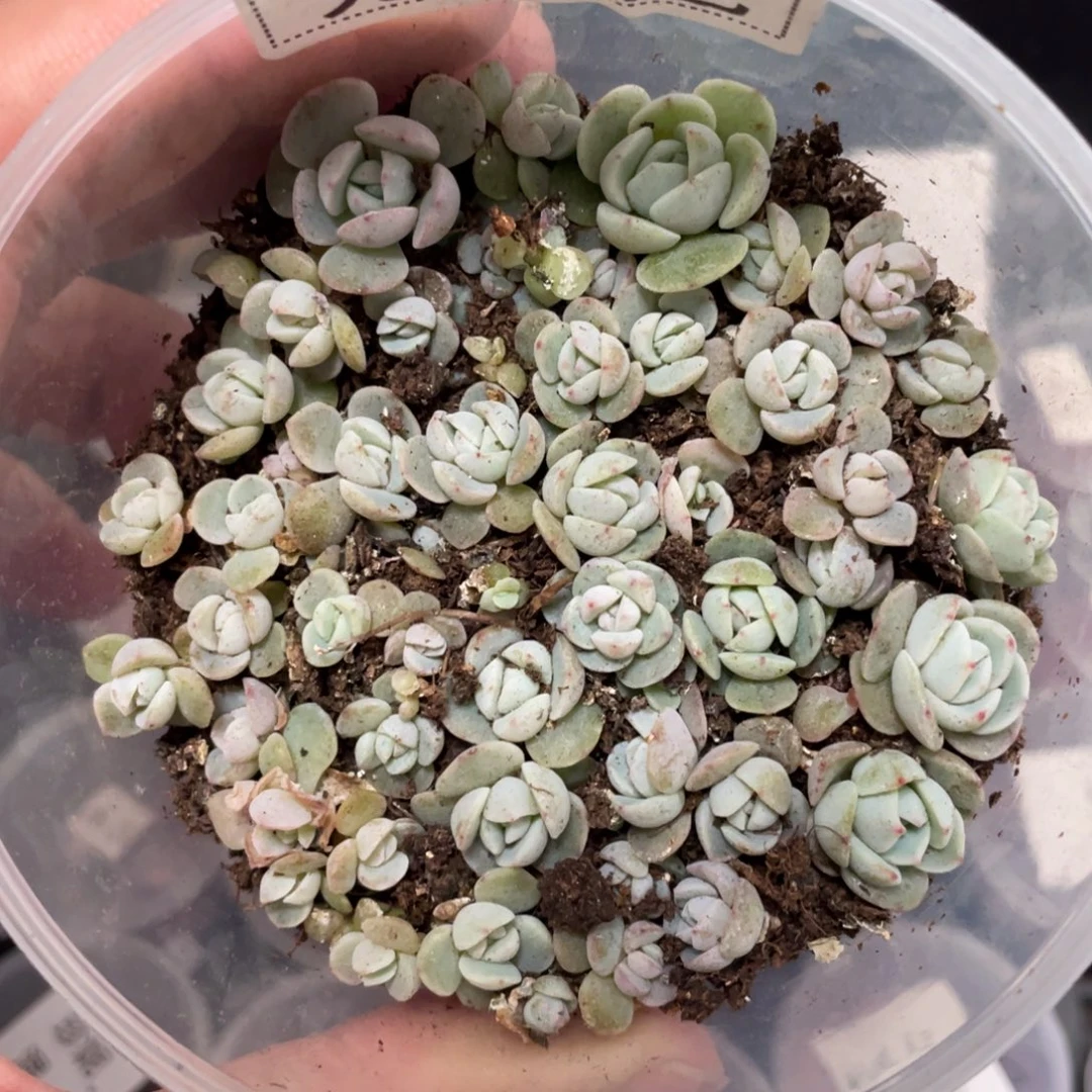 2凌峰播种切糕苗，宽胖叶，黄心