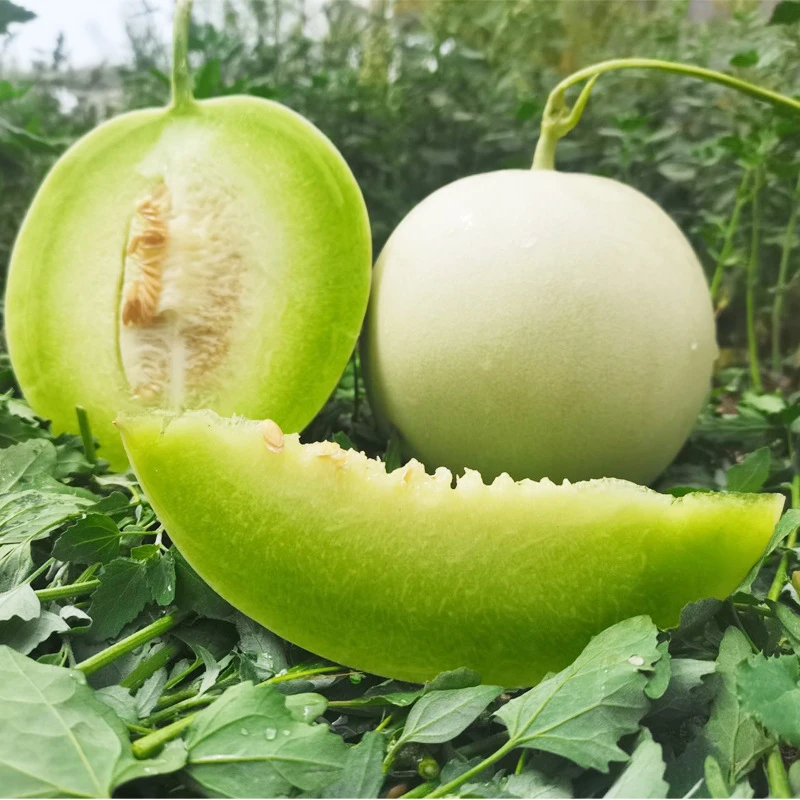 海南蜜瓜冰激凌玉菇甜瓜 新鲜应季水果5斤头茬小香瓜非阎良