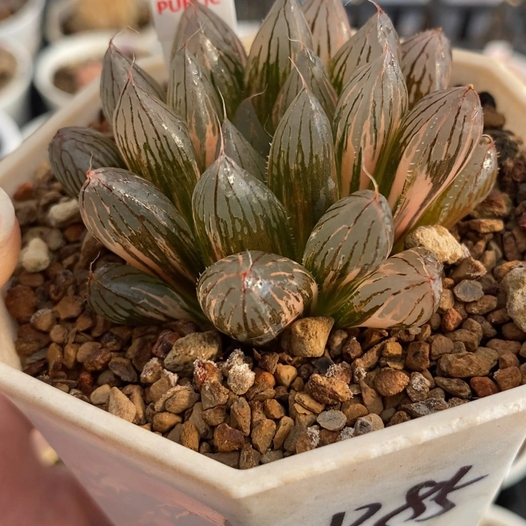 200胭脂玉露锦一物一图