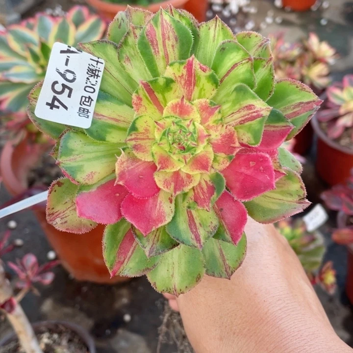 954知否嫁接多肉12344789