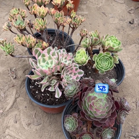 585多肉植物组合，