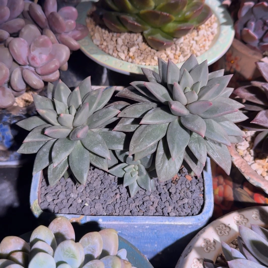 狼牙 双头 一物一拍