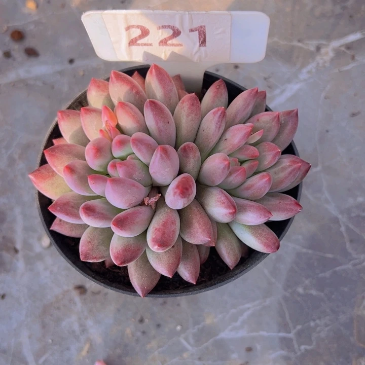 健健康康平平安安