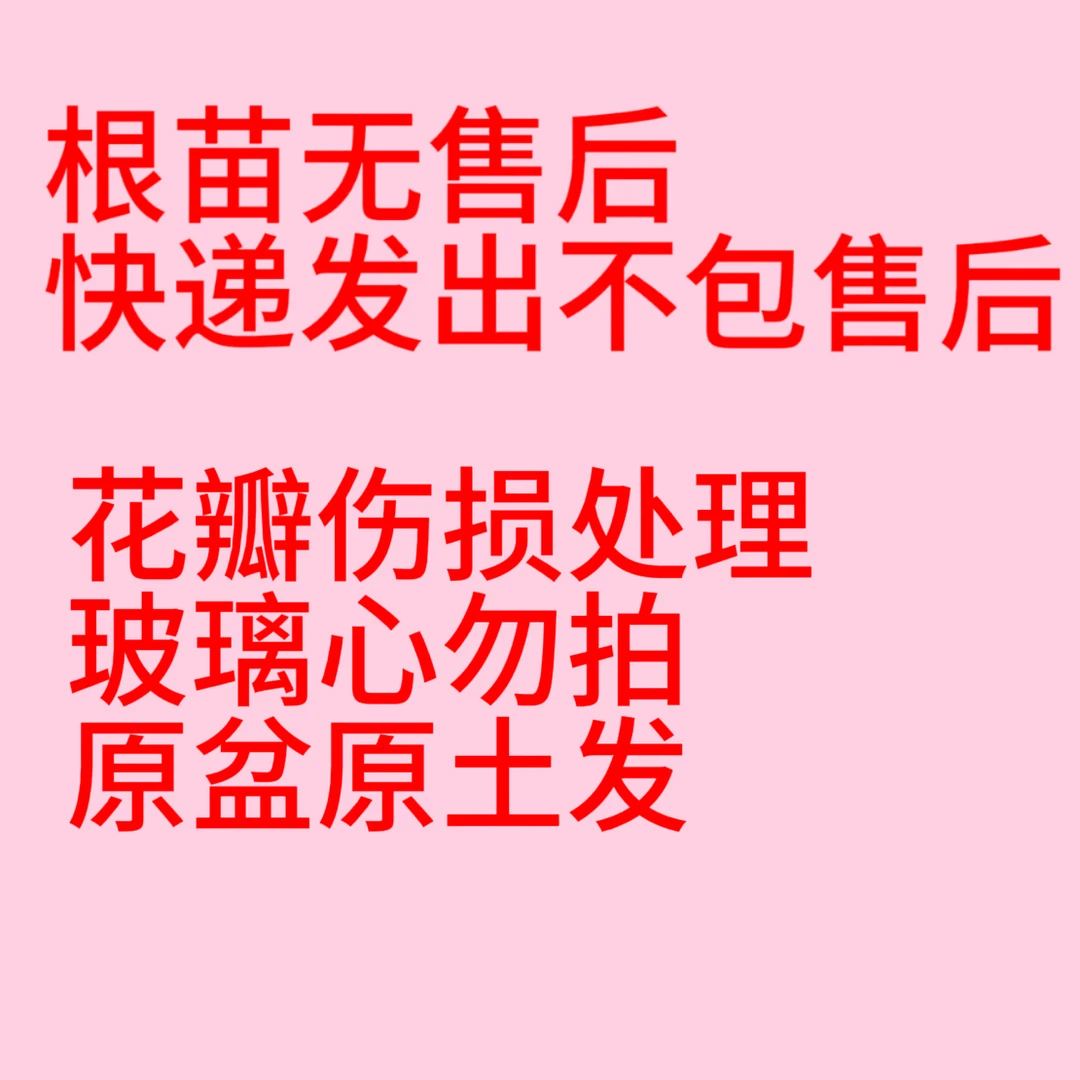 【老根链接花瓣受损两颗土球发】玻璃心勿拍 发出无售后九月大菊