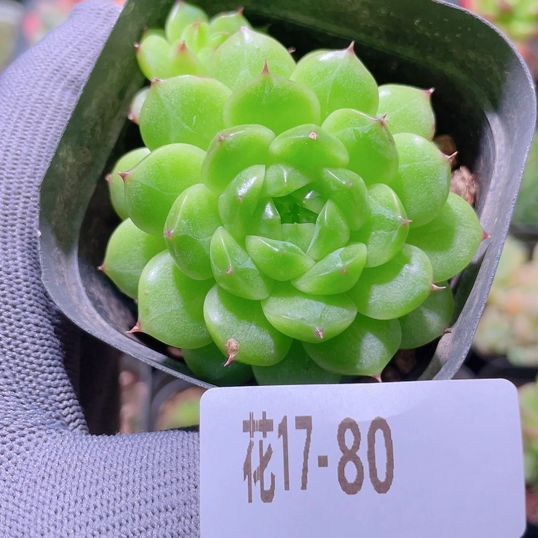 花利美17-80海王