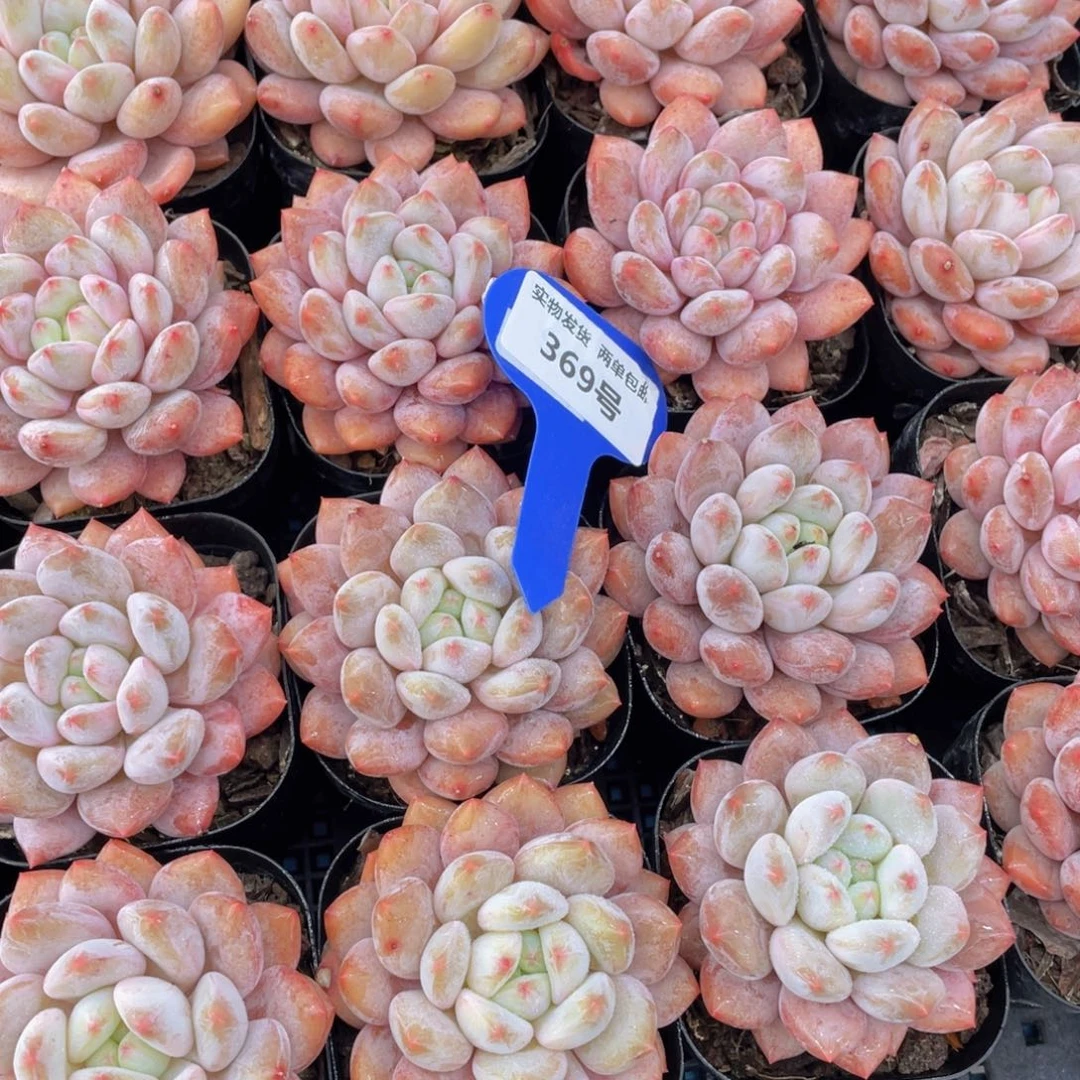 369号肥胖半夏大单头一个