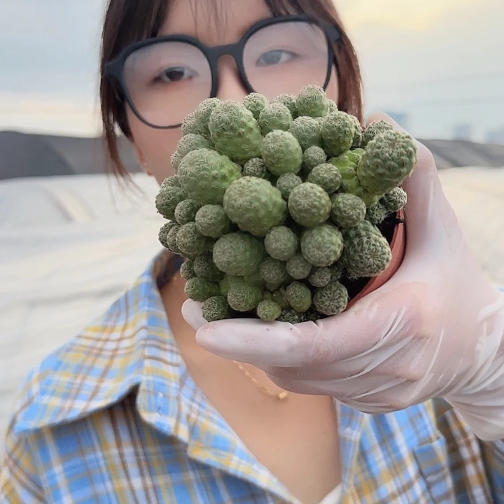 卡莱主教小号（掉头掉崽不售后）