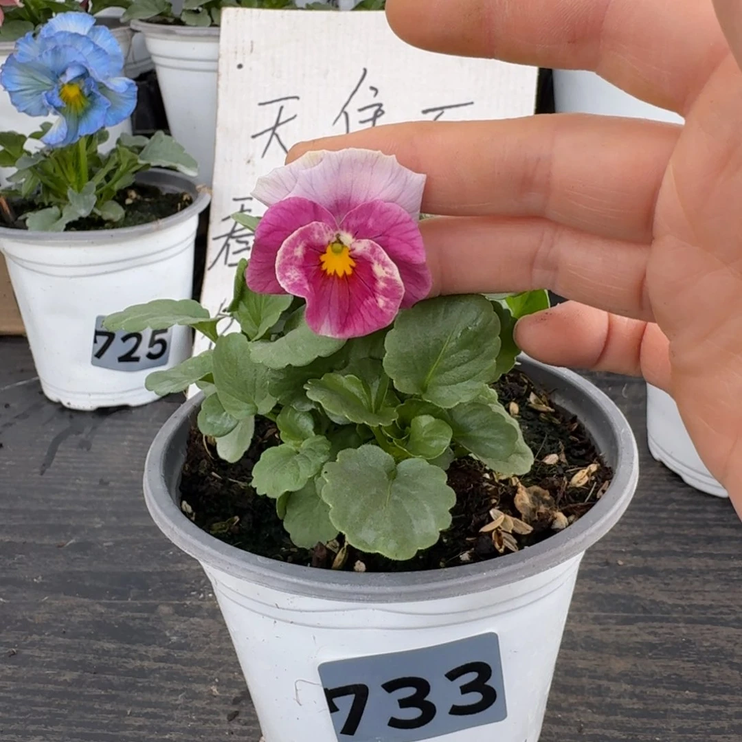 全部花朵733号天使花