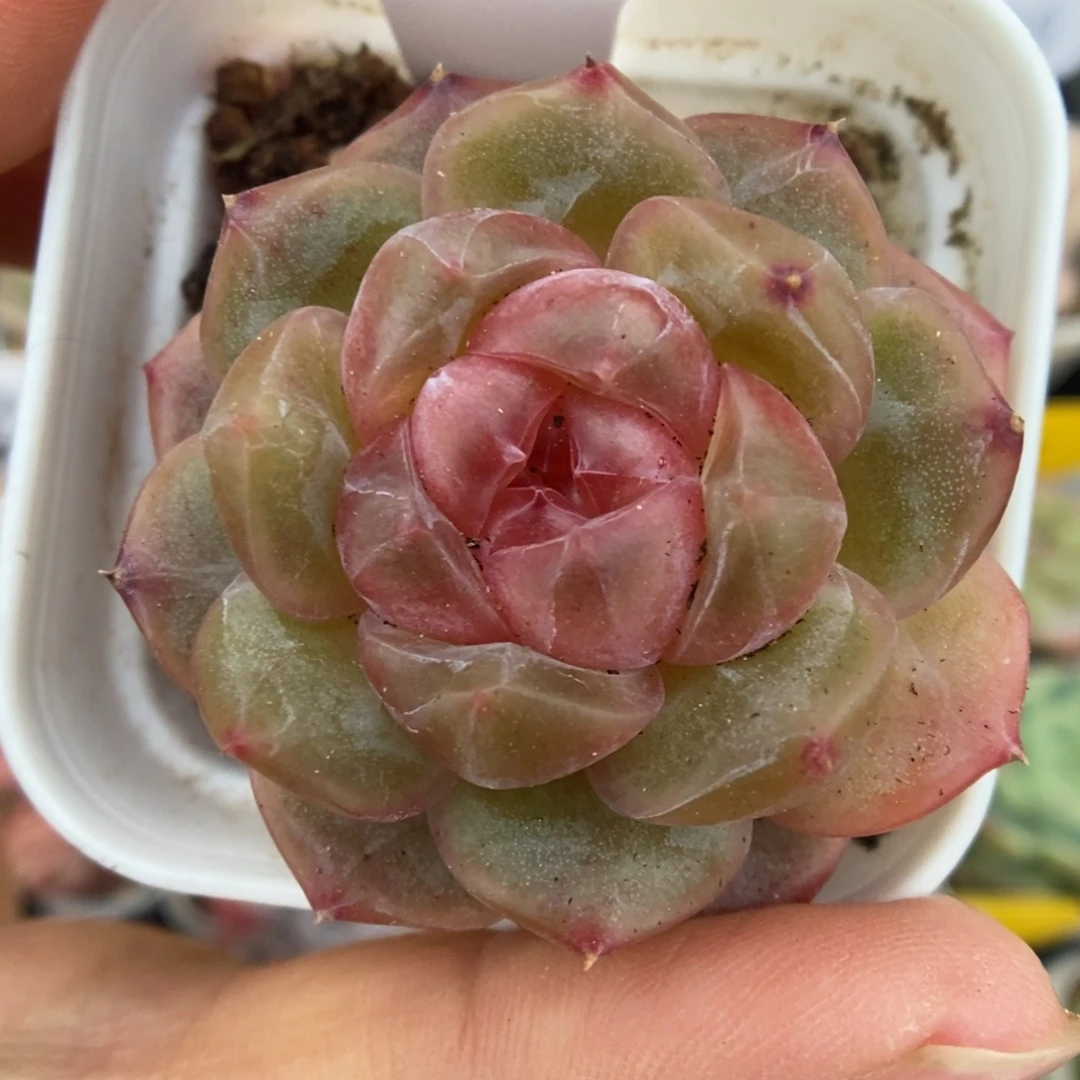 宝石心珍妮可拍766号。