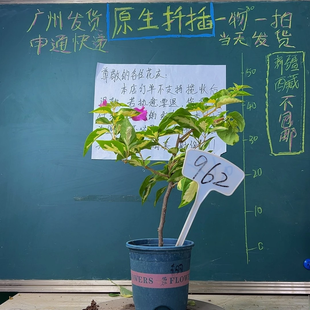当前无花栽培后可以开花 金心双色  962