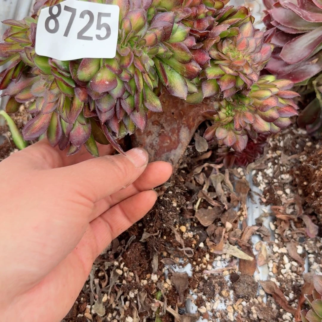 嗯8725 号多肉法师特价