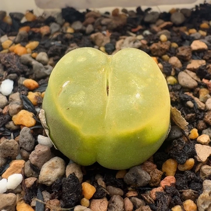 630 拉登x大葫芦。