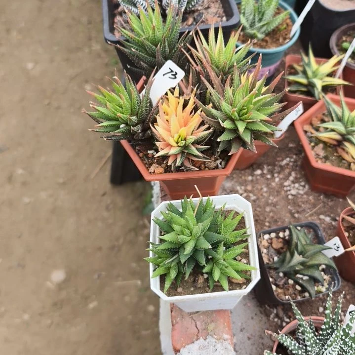 打**坑2个硬叶一物一拍