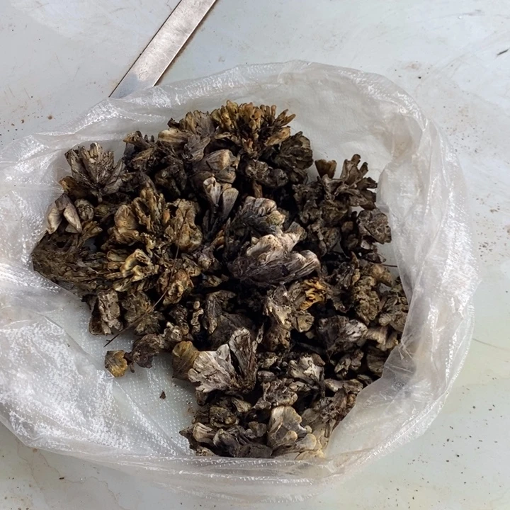 阳***后大陆中国云南省石屏县中国大陆