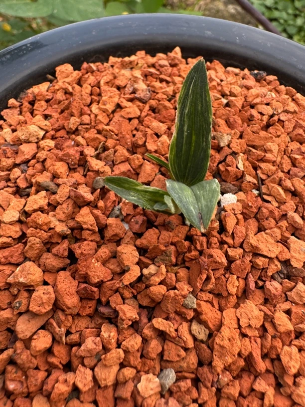 磨砂兔耳兰中斑艺