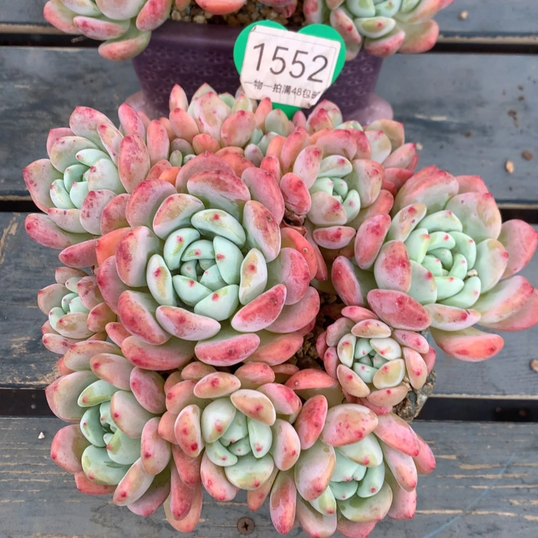 大叶望舒老桩平头1552