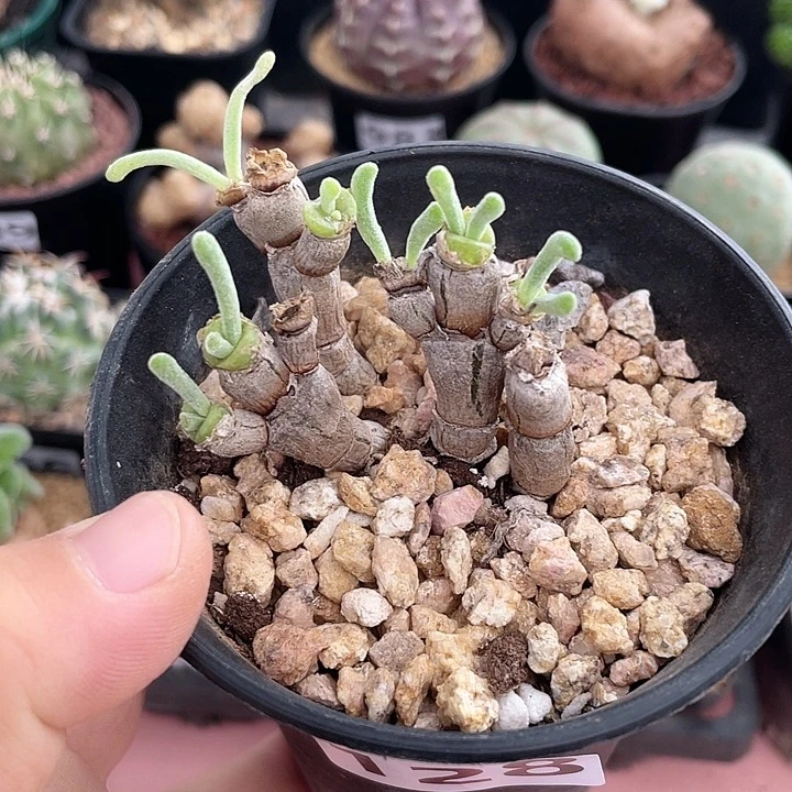 128碧光环兔子老桩