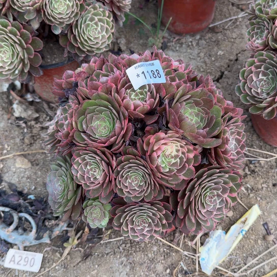 1188粉花妖多肉植物