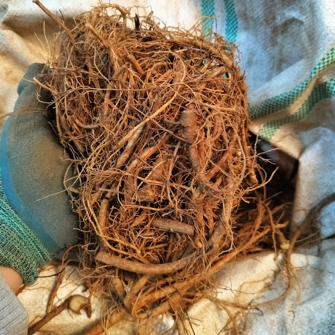 云南文山鲜三七根