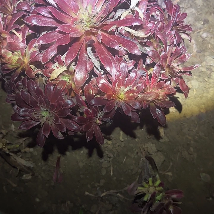 一物一拍多肉法师95