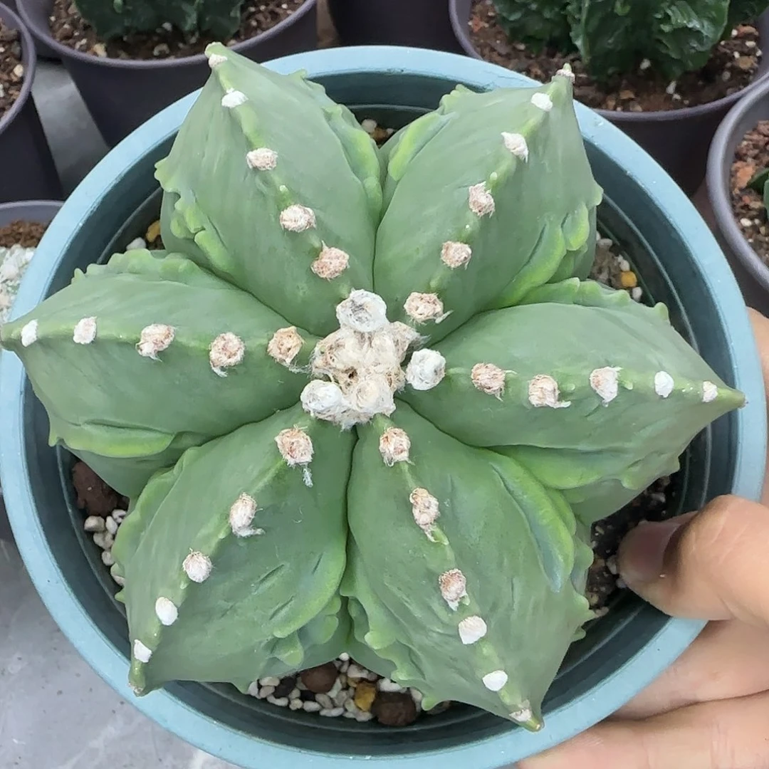 核桃鸾凤玉实生根041