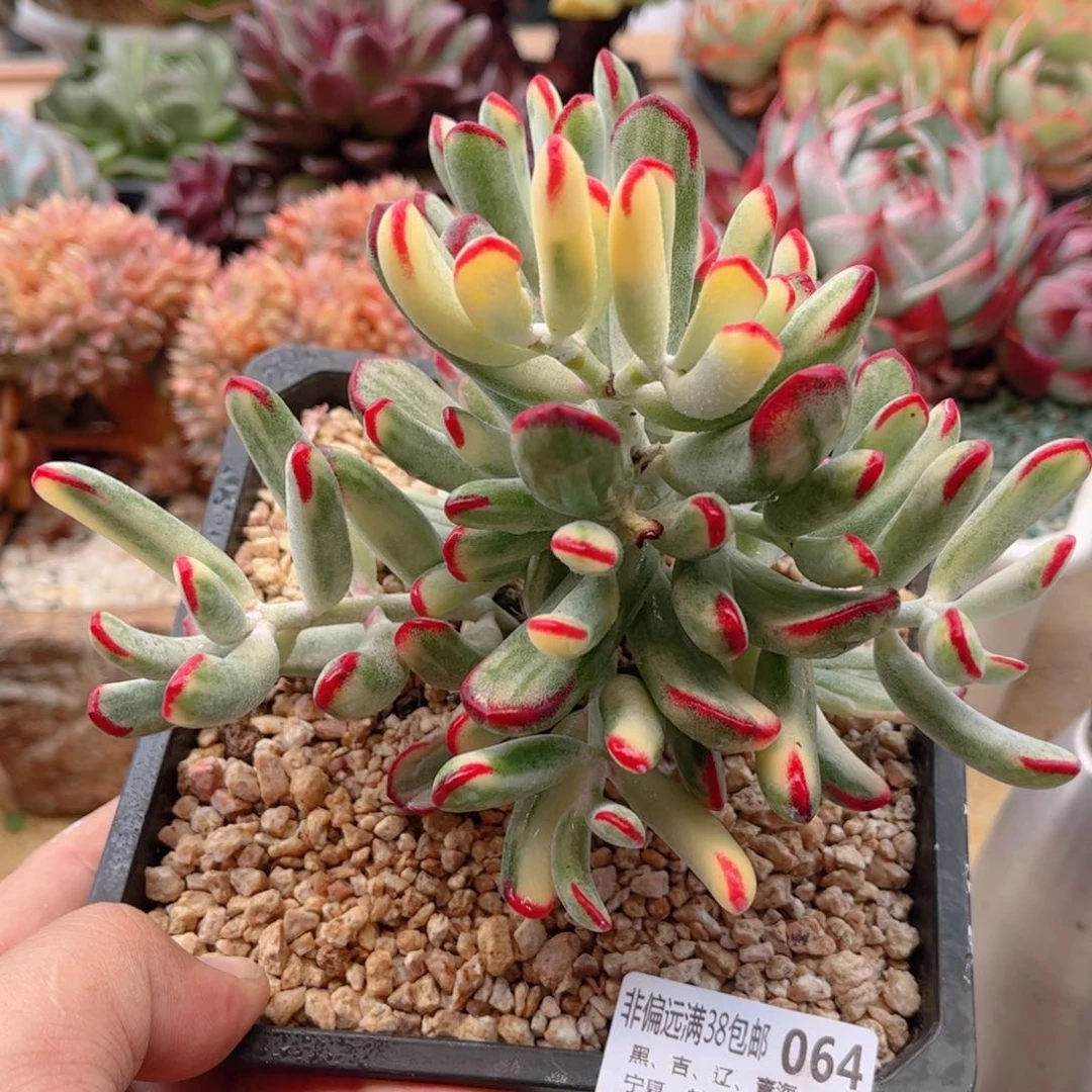 064棒叶福娘锦德华多肉