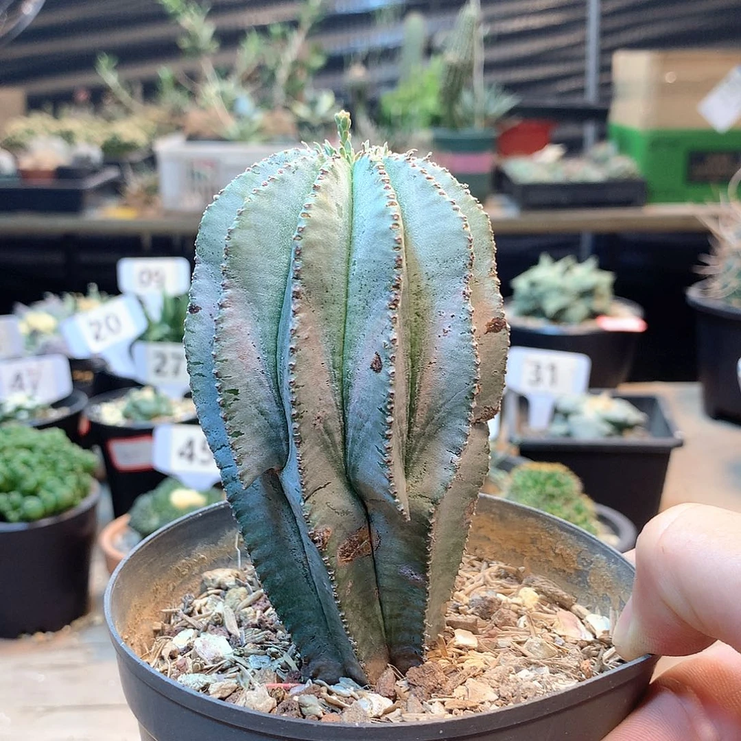 实生白衣魁尾玉