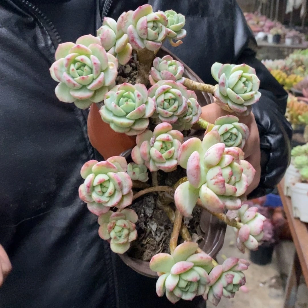 香草整桩两盆，120杯