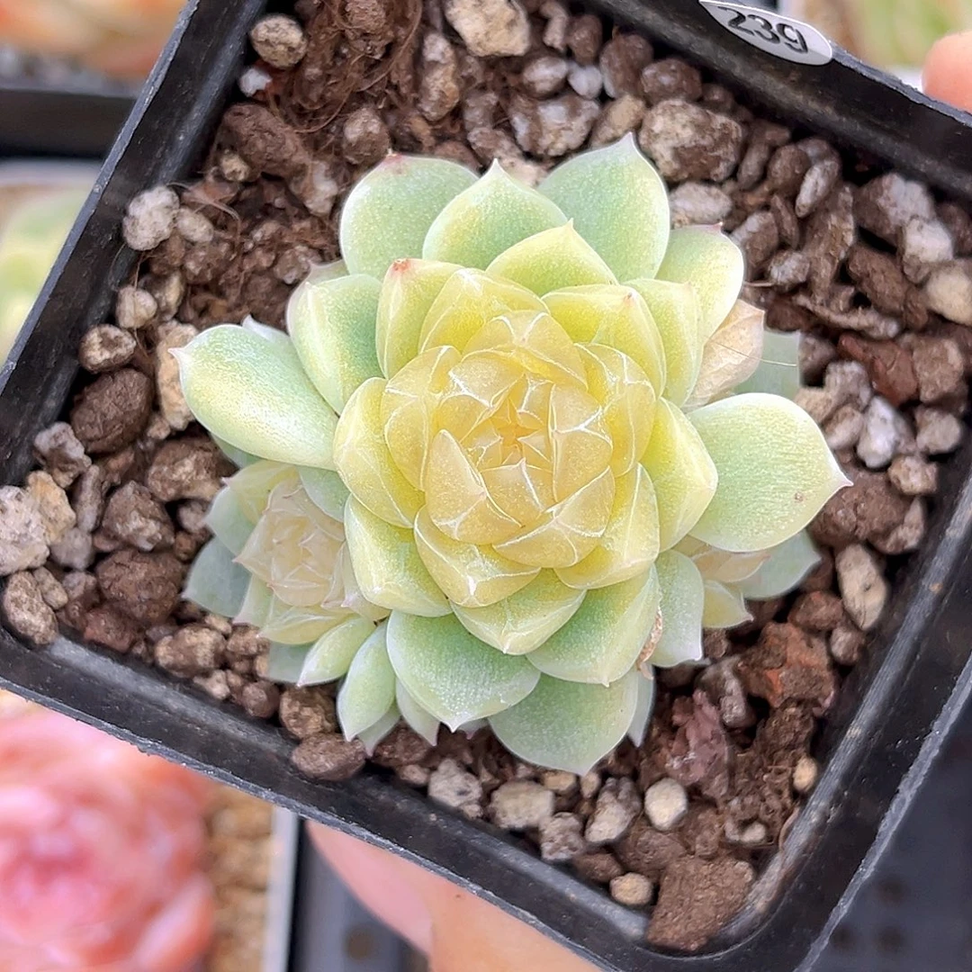 239泼天的富贵  满18包邮