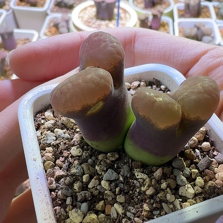 78号双头风铃一物一拍有干疤