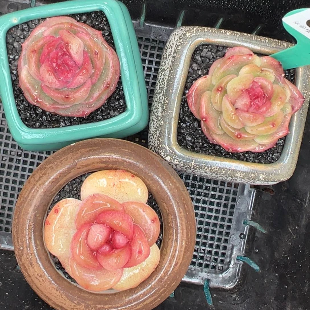 多肉一物一拍0126-38