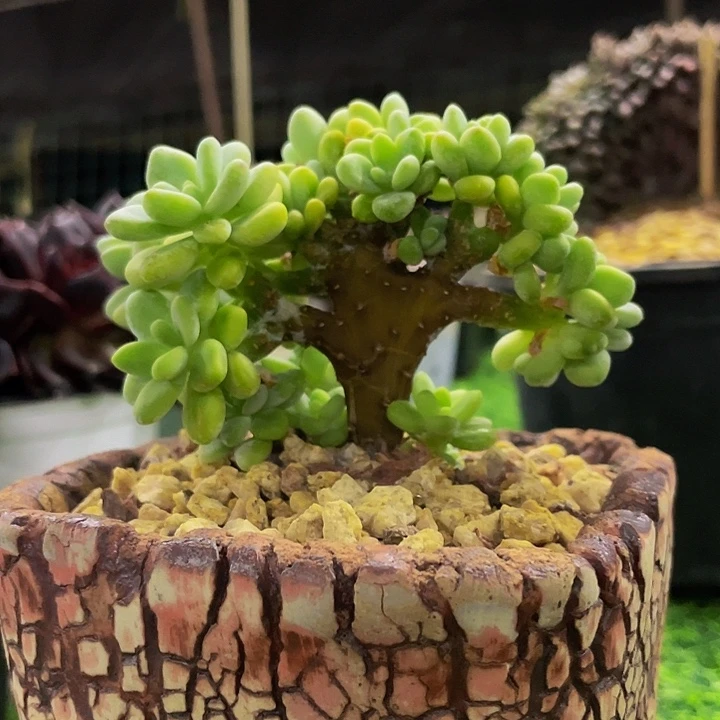 樱花罗琦一物一拍