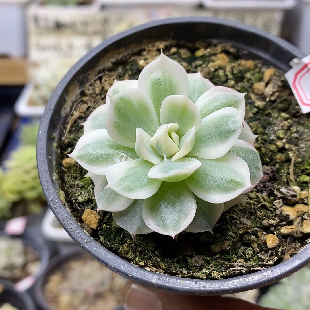 1879 雪域白覆轮锦