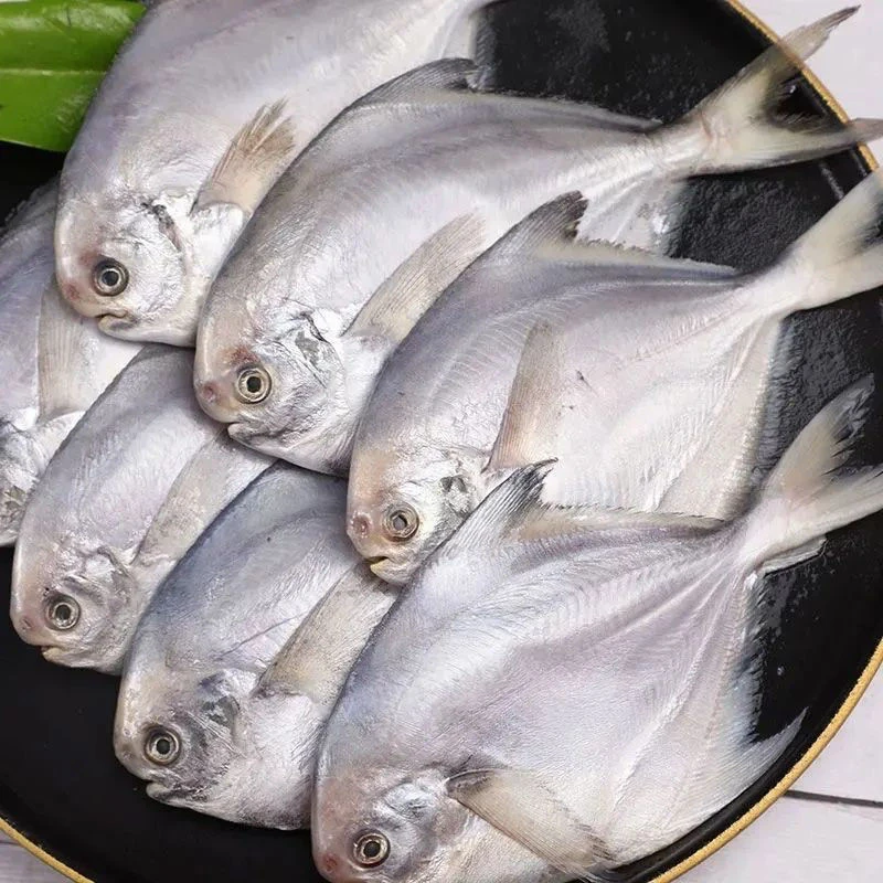 [东海野生鲳鱼4斤]正宗东海野生流网鲳鱼小白鲳银鲳鱼顺丰包邮
